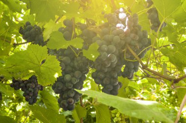 Sarmaşıktan sarkan, sıcak güneş ışığıyla aydınlatılan olgun üzüm salkımlarına yakın çekim. Üzüm yaprakları, meyvenin sulandırıcılığını vurgulayan güzel bir zemin oluşturur..