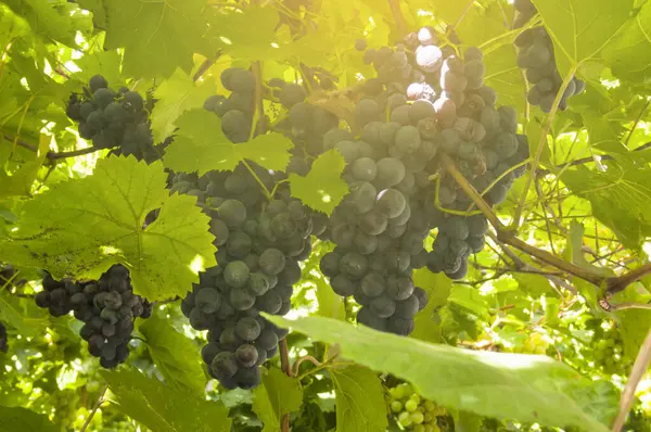 Sarmaşıktan sarkan, sıcak güneş ışığıyla aydınlatılan olgun üzüm salkımlarına yakın çekim. Üzüm yaprakları, meyvenin sulandırıcılığını vurgulayan güzel bir zemin oluşturur..