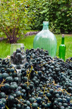 Görüntü, arka planda zarif bir bardak ve şişeyle yere saçılmış cömert bir koyu üzüm hasadı sergiliyor. Işık, böğürtlenlerin lezzetini ve üzüm hasadının atmosferini vurgular..