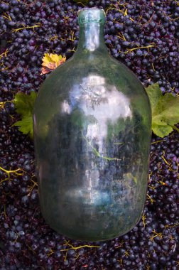 Koyu üzüm ve yeşil yapraklarla çevrili büyük cam şişe. Tarih, gelenek ve zengin hasat duygusunu çağrıştırıyor..