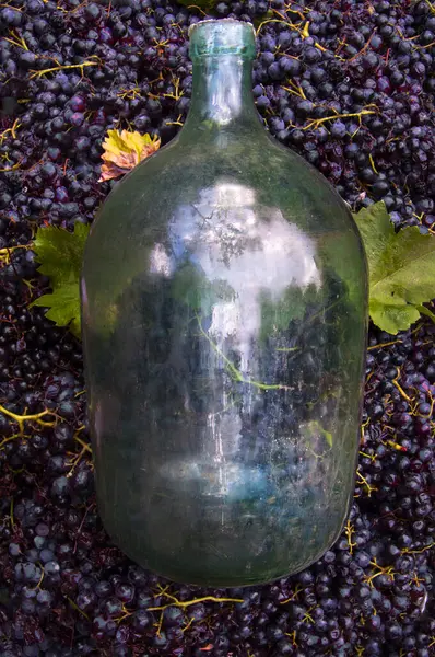 Koyu üzüm ve yeşil yapraklarla çevrili büyük cam şişe. Tarih, gelenek ve zengin hasat duygusunu çağrıştırıyor..