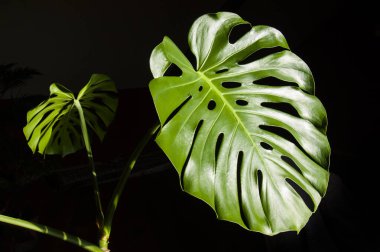 İki büyük Monstera koyu bir arka planda bırakır. Yaprakların parlak yeşili ile karanlığın arasındaki zıtlık onların dokusunu ve şeklini vurgular..