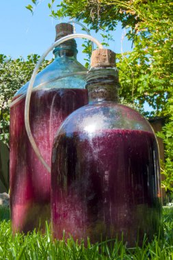 Yeşil çimenlerin üzerinde şarap bulunan iki cam şişe, tüplü tıkaçlar. Fermantasyon süreci, güneş ışığı. Ev yapımı şarap yapımı, hobi.