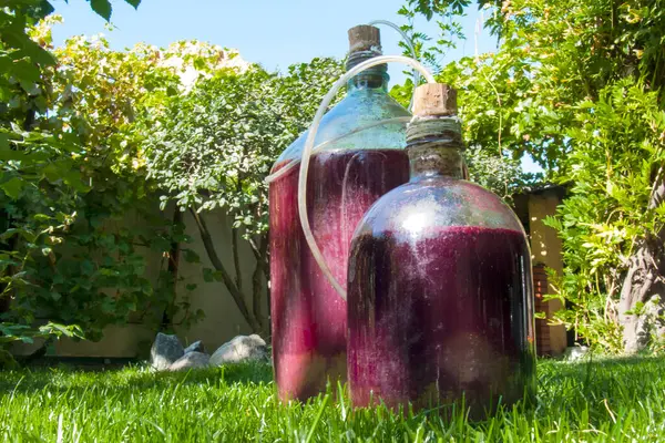 Parlak güneş ışığı altında yeşil çimlerin üzerinde ev yapımı şaraplı iki cam şişe duruyor. Tüplü engelleyiciler fermantasyon sürecini gösteriyor.
