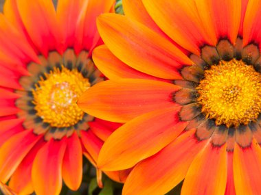 Canlı turuncu gazania çiçeklerine yakın çekim. Koyu merkezleri ve sarı pudingleri var. Doymuş renkler ve taç yaprakları.
