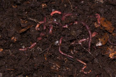 Solucan yavruları aktif olarak karanlık ve nemli topraklarda hareket ediyorlar. Sağlıklı bir ekosistem, organik tarım ve gübreleme için ideal..