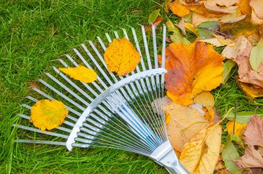 Birkaç yapraklı bir yelpaze tırmığı yeşil çimlerin üzerinde, parlak sonbahar yapraklarının yanında duruyor. Bir iş sembolü, bahçe bakımı ve doğanın mevsimsel değişimleri. Canlı, doğal..