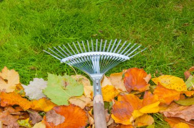 Bir fan tırmığı, altında turuncu sonbahar yaprakları bulunan canlı yeşil çimenlere dayanır. Bahçe işleri, bakım ve doğal güzelliğin sembolü. Canlı, doğal..