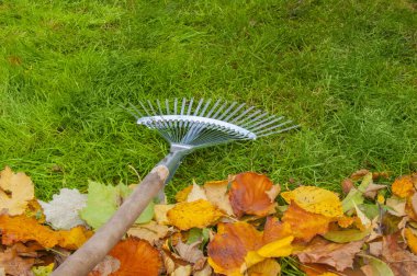 Önünde parlak sonbahar yaprakları olan canlı yeşil bir çimenlikte bir fan tırmığı. Bahçe işleri, mevsimsel hazırlık ve doğayla ilgilenmenin sembolü. Canlı, doğal..
