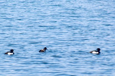 Gölün mavi sularında yüzen üç altın gözlü ördek. Görüntü, barış, vahşi yaşam ve kuşların özgürlüğü fikrini aktarıyor. Canlı, doğal..