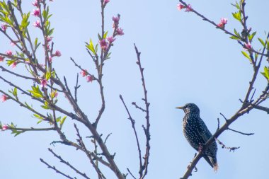 Çiçekli bir şeftali ağacının dalında pembe çiçeklerle oturan bir sığırcık. Kuş sola bakıyor, açık mavi gökyüzüne bakıyor. Bu, doğa, bahar ve vahşi yaşam kavramını yansıtır..