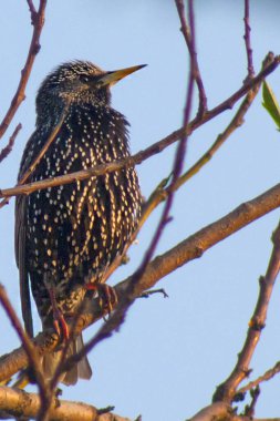 Yukarıya bakan kuru bir ağaç dalına tünemiş bir sığırcık görüntüsü. Beyaz benekli ve sarı gagalı parlak siyah tüyleri görülebilir. Arka plan açık mavi bir gökyüzü..
