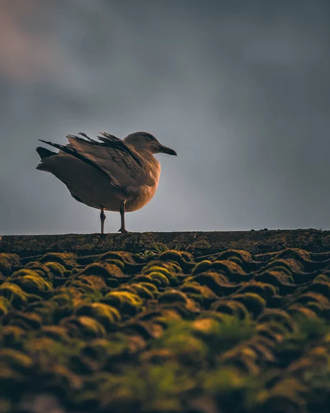 Пташка Англійському Домі — стокове фото