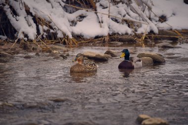 Suyun üzerinde yaban ördeği (cygnus olor), kış zamanı.