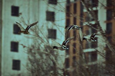 Şehrin çatısında bir güvercin sürüsü