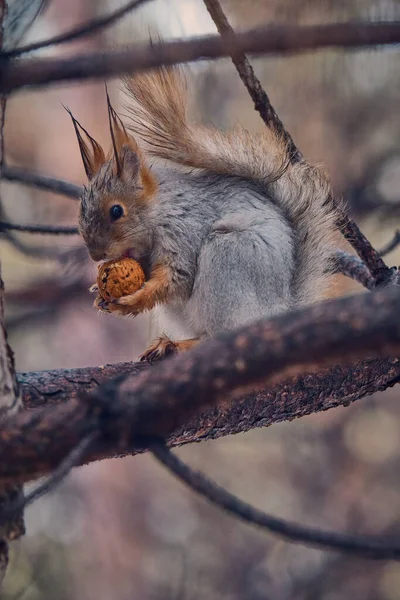 Eichhörnchen Auf Dem Hintergrund Eines Baumes — Stockfoto