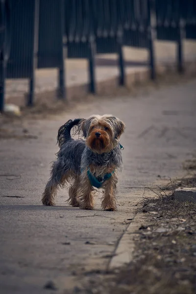 Cute Yorkshire Terrier Walk — Stock Photo, Image