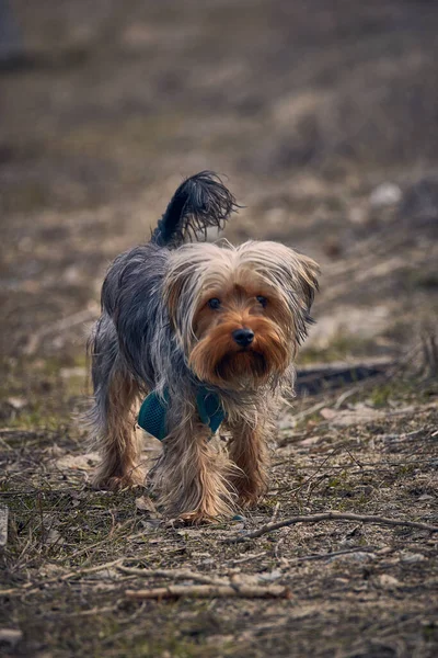 Yorkshire Terrier Pies Parku — Zdjęcie stockowe