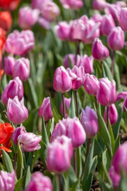 Bahçedeki güzel laleler, flora