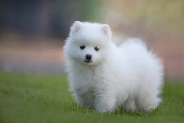 在绿草上的白色萨莫伊犬 — 图库照片