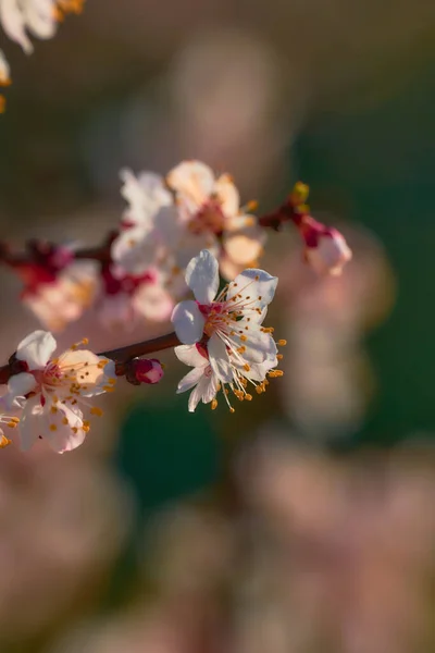 Hermosa Flor Cerezo Flora Primavera Naturaleza — Foto de Stock