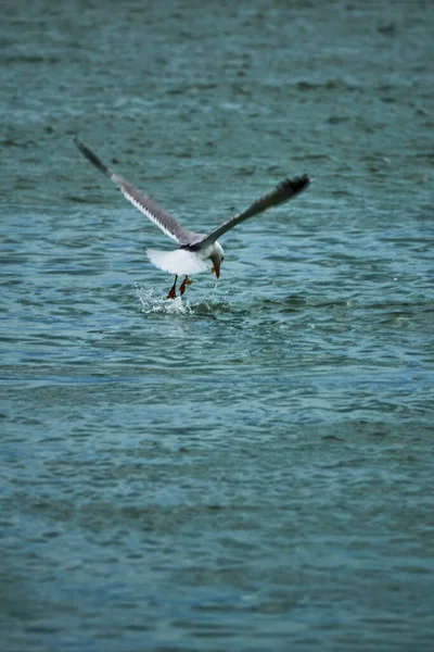 Una Gaviota Volando Agua — Foto de Stock
