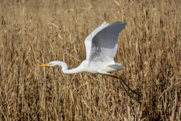 Fehér Egret Háttér Egy Egy Nyári Napon — Stock Fotó