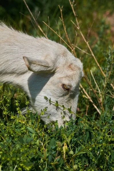 Una Cabra Pasto —  Fotos de Stock