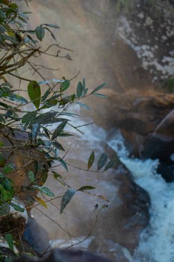 Ormandaki nehrin güzel manzarası 