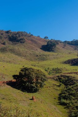 Ağacı olan güzel bir manzara 