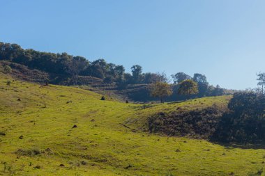 Güzel yeşil orman ve bulutlu mavi gökyüzü 