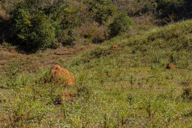 Ormandaki kuru ağaçlar 