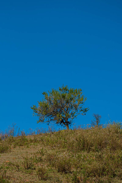 Green tree on blue sky background