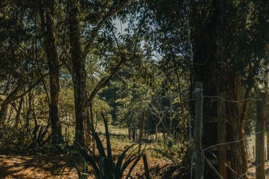 Ormandaki çitin dikey görüntüsü. 