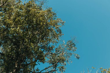 Ormanın güzel manzarası 