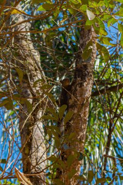 Bagajında yeşil yapraklar olan bir ağacın yakın çekimi. 