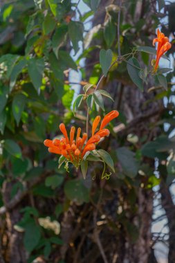 Güneşli bir günde bahçede büyüyen güzel çiçekler. 