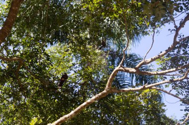 Ormandaki ağacın yeşil yaprakları 