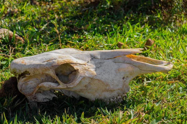 stock image a skull on green grass 