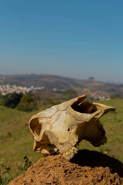 stock image a closeup shot of a wild skull lying on the ground 