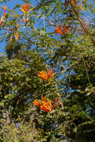 Closeup Shot Beautiful Flowers Tree Branches — Stock Photo, Image