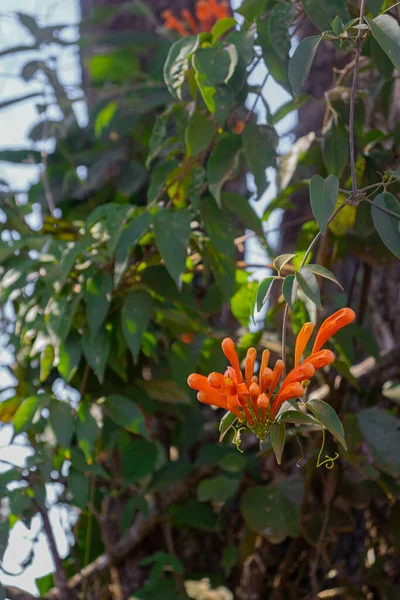 木の上の美しい赤と緑の花 — ストック写真