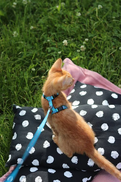 cute cat on a picnic