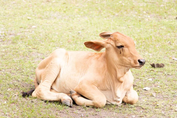 Καφέ Αγελάδα Ξαπλωμένη Πράσινο Φόντο Γρασίδι — Φωτογραφία Αρχείου
