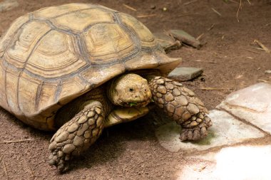 Büyük kahverengi kaplumbağa toprak zemin üzerinde duruyor.