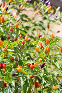 Kapalı sarı, kırmızı, mor biberli ve bulanık arka planı var.