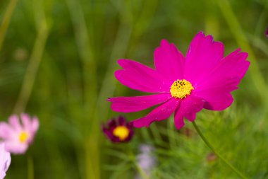 Güzel pembe renkli kozmos (Meksika aster) çiçek arkaplanı