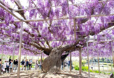 29 Nisan 2019 Ashikaga, Japonya: Ashikaga Parkı, Tochigi mükemmeliyeti, Japonya
