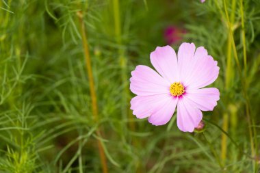 Güzel pembe renkli kozmos (Meksika aster) çiçek arkaplanı