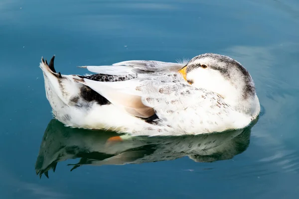 Pato Branco Está Dormindo Durante Flutuação Fundo Lago — Fotografia de Stock